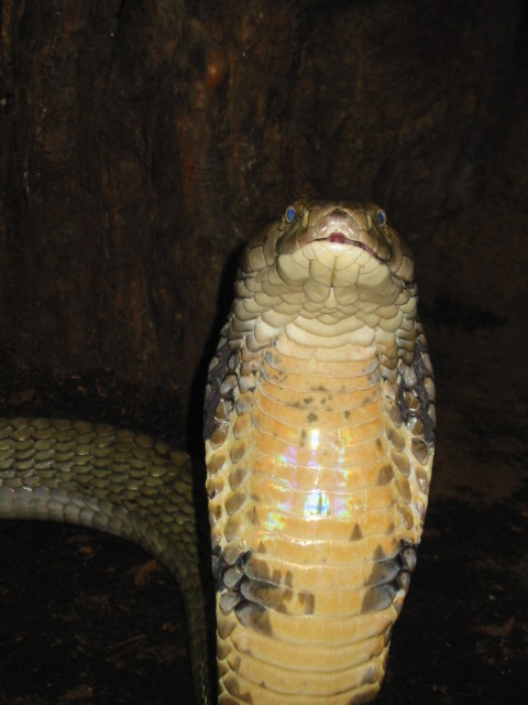 King Cobra2.jpg [84 Kb]